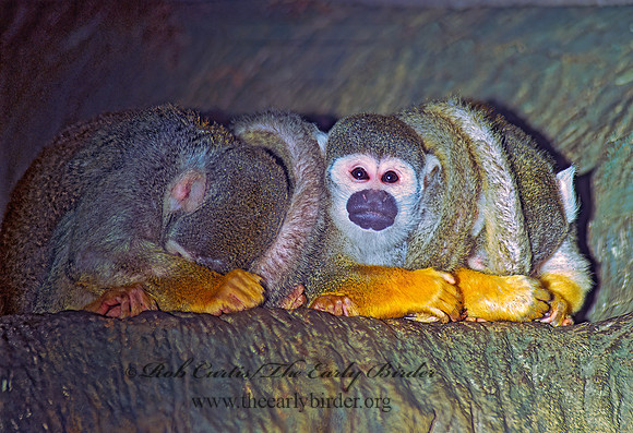 Saimini sciurus  COMMON SQUIRREL MONKEY 83915z