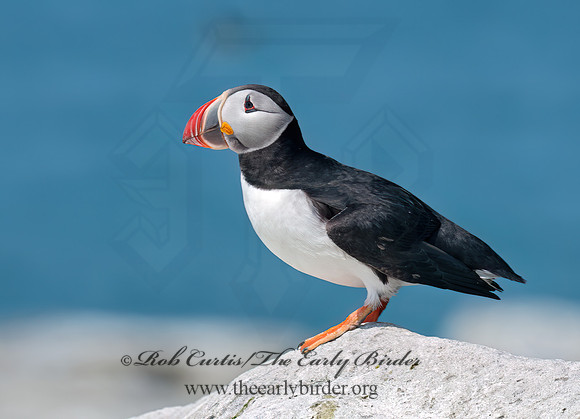 Fratercula arctica  ATLANTIC PUFFIN 3013988z