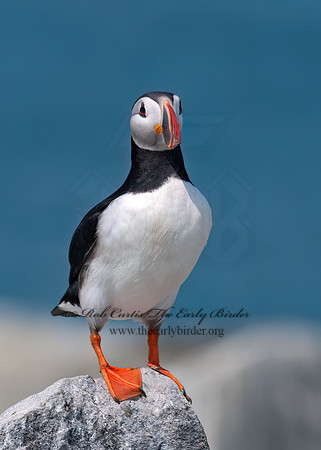 Fratercula arctica  ATLANTIC PUFFIN 3013999z