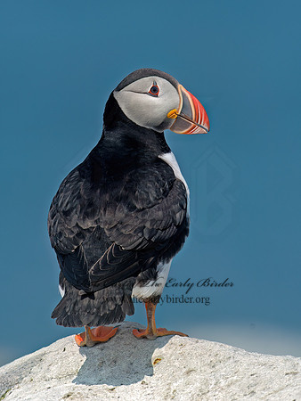 Fratercula arctica  ATLANTIC PUFFIN 9033604z