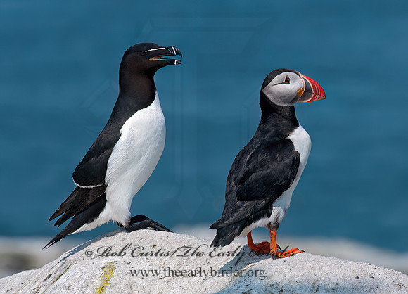 Fratercula arctica  ATLANTIC PUFFIN 3013968z
