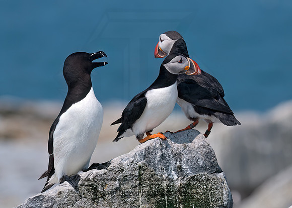 Fratercula arctica  ATLANTIC PUFFIN 3014006z