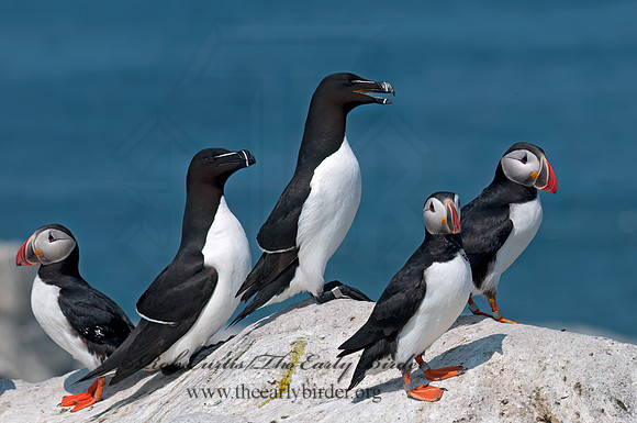 Fratercula arctica  ATLANTIC PUFFIN 3013970z