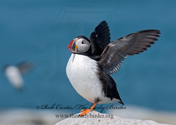 Fratercula arctica  ATLANTIC PUFFIN 3013982z