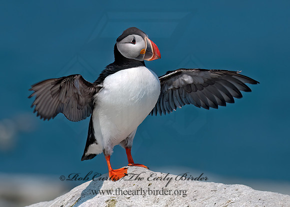 Fratercula arctica  ATLANTIC PUFFIN 3013994z