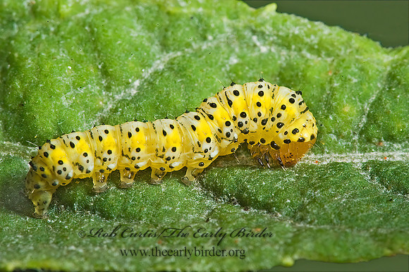 Pyrrhia LITTER MOTH 5013562 z