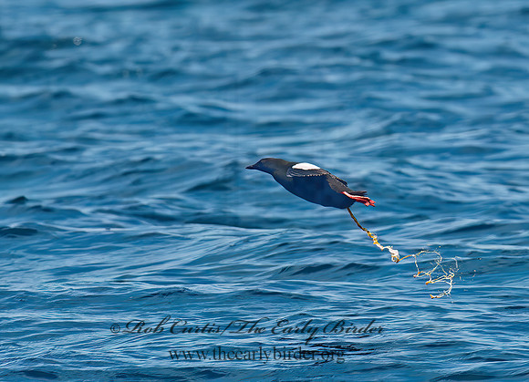 Cepphus grylle  BLACK GUILLEMOT 9032198z