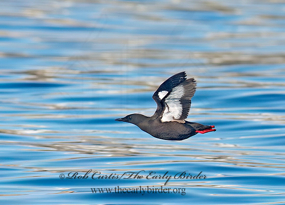 Cepphus grylle  BLACK GUILLEMOT 9032272z