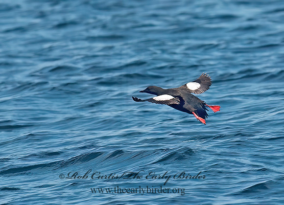 Cepphus grylle  BLACK GUILLEMOT 9032200z