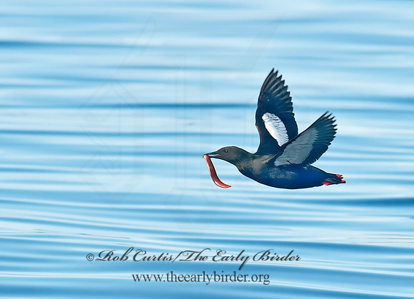Cepphus grylle  BLACK GUILLEMOT 9032283z