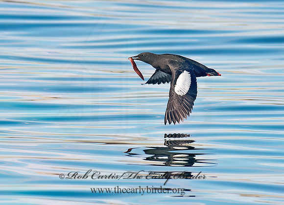 Cepphus grylle  BLACK GUILLEMOT 9032281z