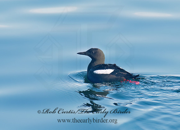 Cepphus grylle  BLACK GUILLEMOT 9032315z