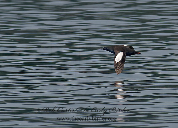 Cepphus grylle  BLACK GUILLEMOT 9033856z
