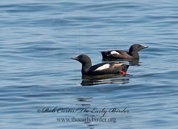 Cepphus grylle  BLACK GUILLEMOT 9035277z