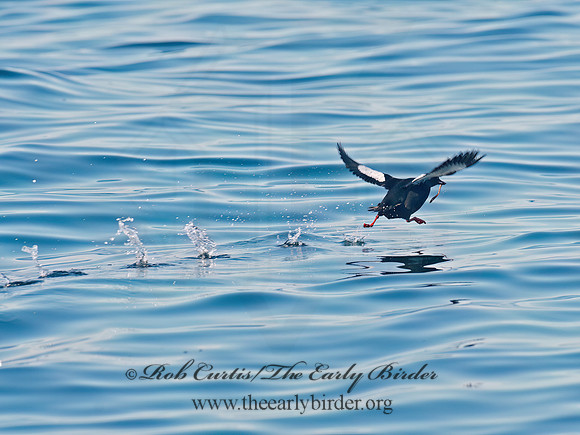 Cepphus grylle  BLACK GUILLEMOT 9032288z