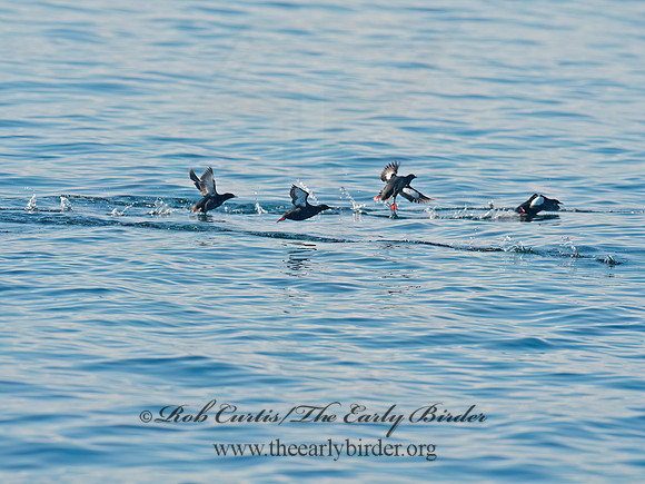 Cepphus grylle  BLACK GUILLEMOT 9032295z