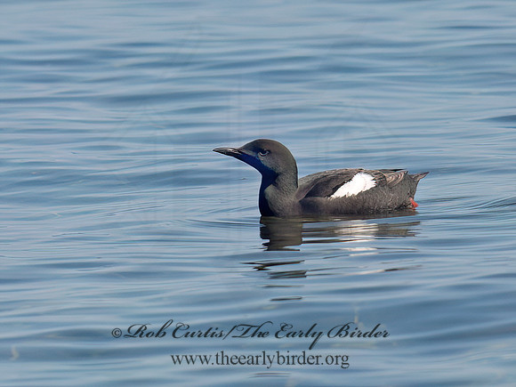 Cepphus grylle  BLACK GUILLEMOT 9035279z