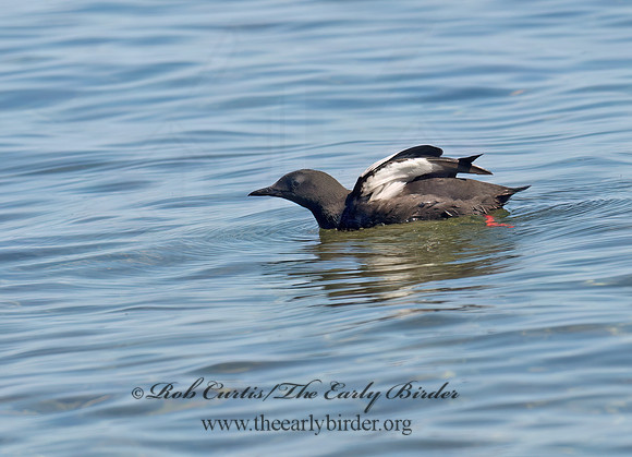 Cepphus grylle  BLACK GUILLEMOT 9035284z