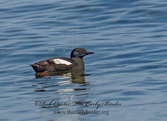 Cepphus grylle  BLACK GUILLEMOT 9035285z