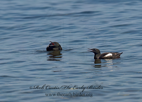 Cepphus grylle  BLACK GUILLEMOT 9035288z