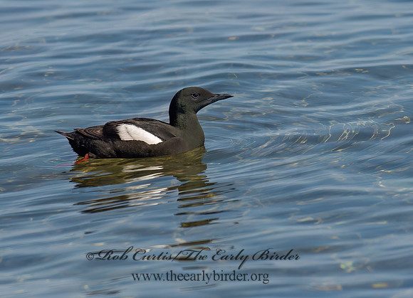 Cepphus grylle  BLACK GUILLEMOT 9035291z