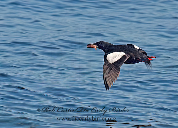 Cepphus grylle  BLACK GUILLEMOT 9035315z