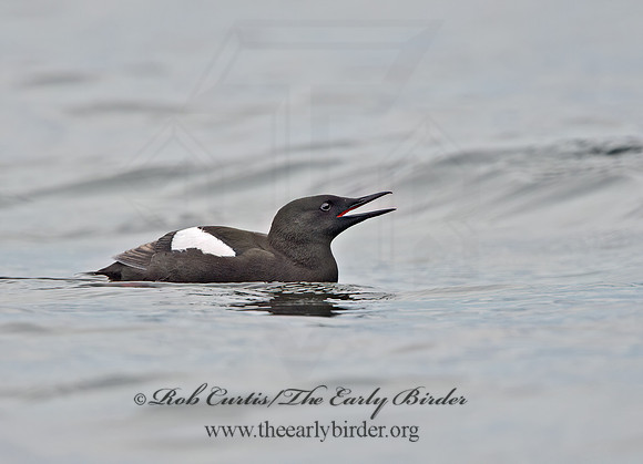 Cepphus grylle  BLACK GUILLEMOT 9035539z