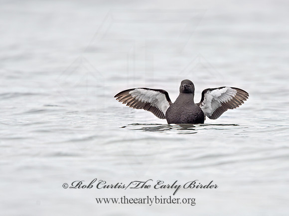 Cepphus grylle  BLACK GUILLEMOT 9035541z