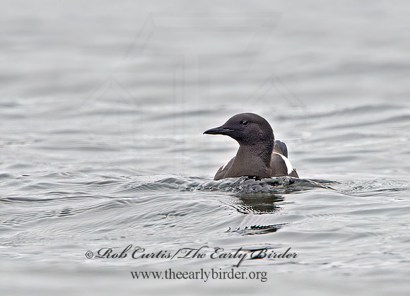 Cepphus grylle  BLACK GUILLEMOT 9035542z