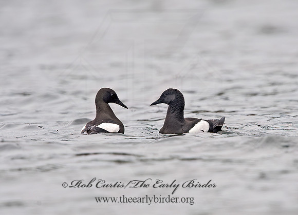 Cepphus grylle  BLACK GUILLEMOT 9035545z