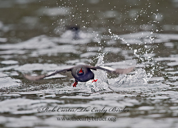Cepphus grylle  BLACK GUILLEMOT 9035546z