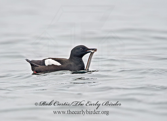 Cepphus grylle  BLACK GUILLEMOT 9035692z