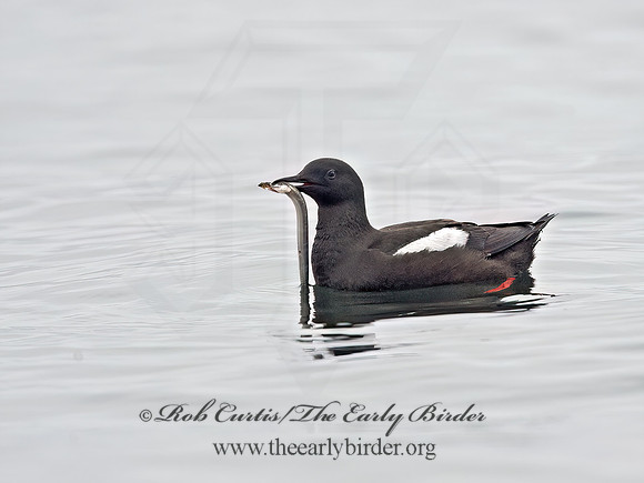 Cepphus grylle  BLACK GUILLEMOT 9035701z