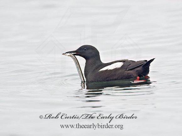 Cepphus grylle  BLACK GUILLEMOT 9035703z