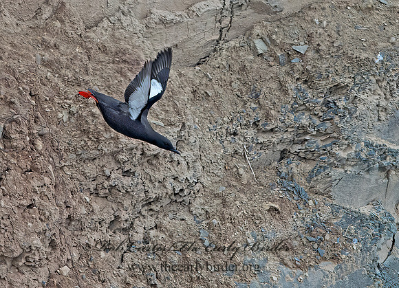 Cepphus grylle  BLACK GUILLEMOT 9035790z