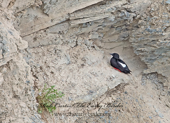 Cepphus grylle  BLACK GUILLEMOT 9035794z