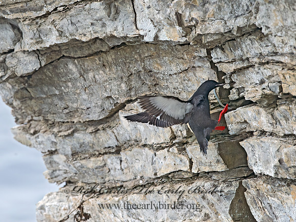 Cepphus grylle  BLACK GUILLEMOT 9035811z