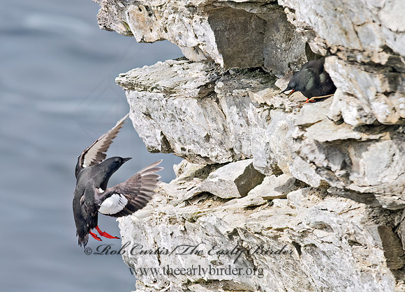 Cepphus grylle  BLACK GUILLEMOT 9035840z