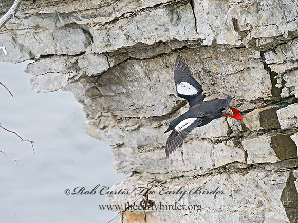 Cepphus grylle  BLACK GUILLEMOT 9035816z