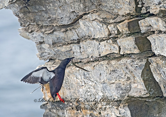 Cepphus grylle  BLACK GUILLEMOT 9035820z