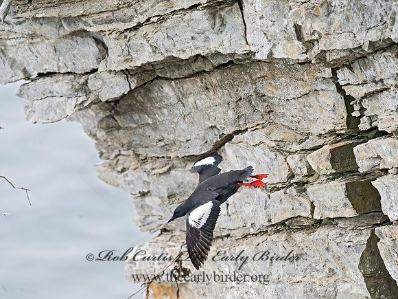 Cepphus grylle  BLACK GUILLEMOT 9035817z