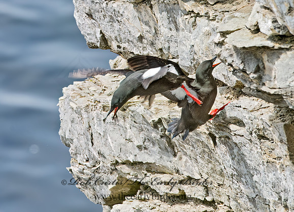 Cepphus grylle  BLACK GUILLEMOT 9035858z