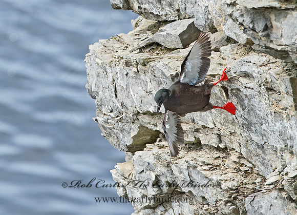Cepphus grylle  BLACK GUILLEMOT 9035868z