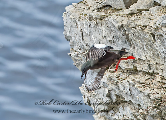 Cepphus grylle  BLACK GUILLEMOT 9035869z