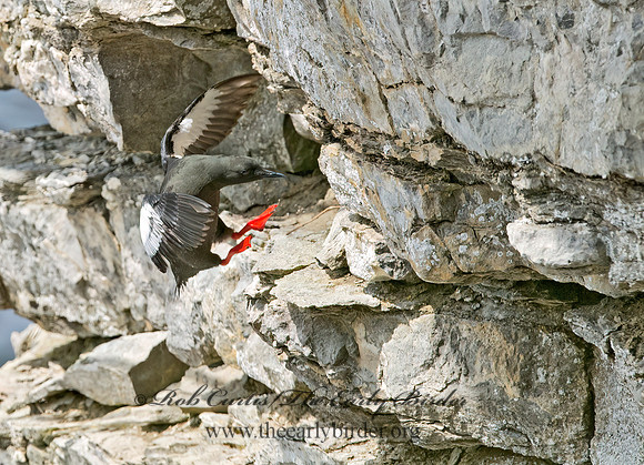 Cepphus grylle  BLACK GUILLEMOT 9035874z