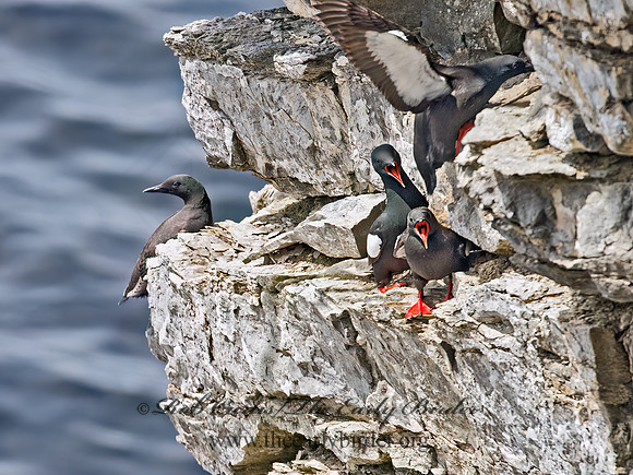 Cepphus grylle  BLACK GUILLEMOT 9035897z