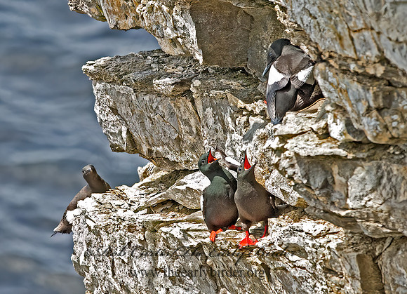 Cepphus grylle  BLACK GUILLEMOT 9035900z