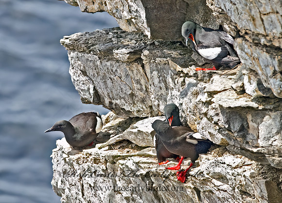Cepphus grylle  BLACK GUILLEMOT 9035903z