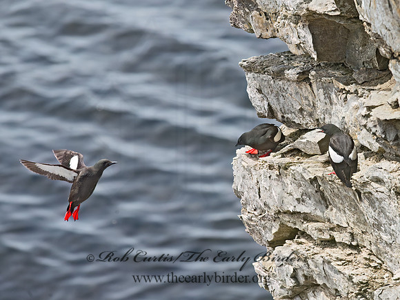 Cepphus grylle  BLACK GUILLEMOT 9035890z