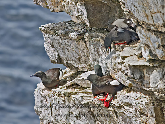 Cepphus grylle  BLACK GUILLEMOT 9035905z